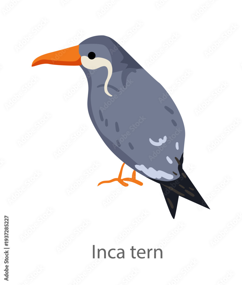 Fototapeta premium Flat vector illustration of an Inca tern in side view. Distinctive seabird with white facial feathers isolated on a white background.