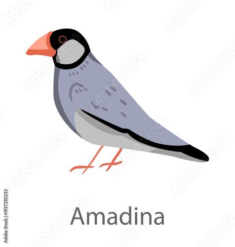 Flat vector illustration of a Java sparrow (amadina) in side view. Small exotic finch isolated on a white background suitable for educational and design use.