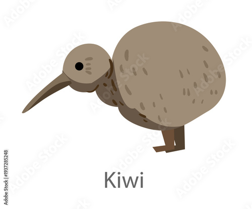 Flat vector illustration of a kiwi bird in side view. Flightless bird from New Zealand isolated on a white background.