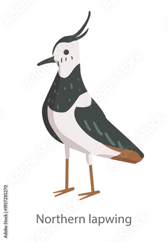 Flat vector illustration of a northern lapwing in side view. Wading bird with a distinctive crest isolated on a white background.