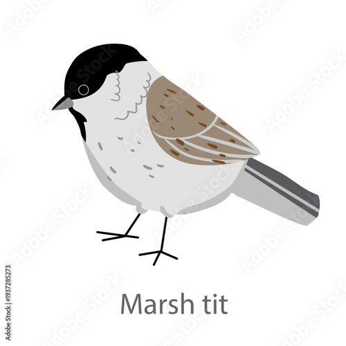 Flat vector illustration of a marsh tit in side view. Small forest songbird isolated on a white background.