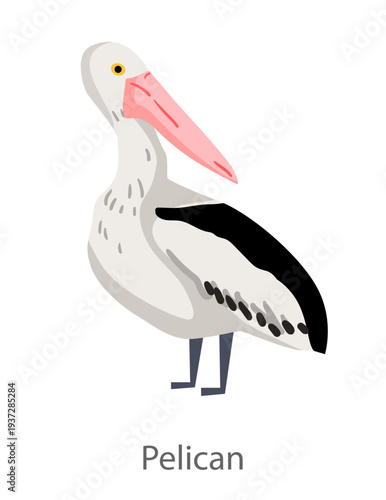 Flat vector illustration of a pelican standing in side view. Minimal cartoon seabird character isolated on a white background suitable for educational and design materials.