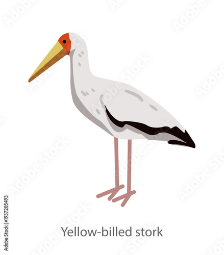 Flat vector illustration of a yellow billed stork standing in side view. Minimal cartoon style wading bird isolated on a white background for educational and graphic design use.