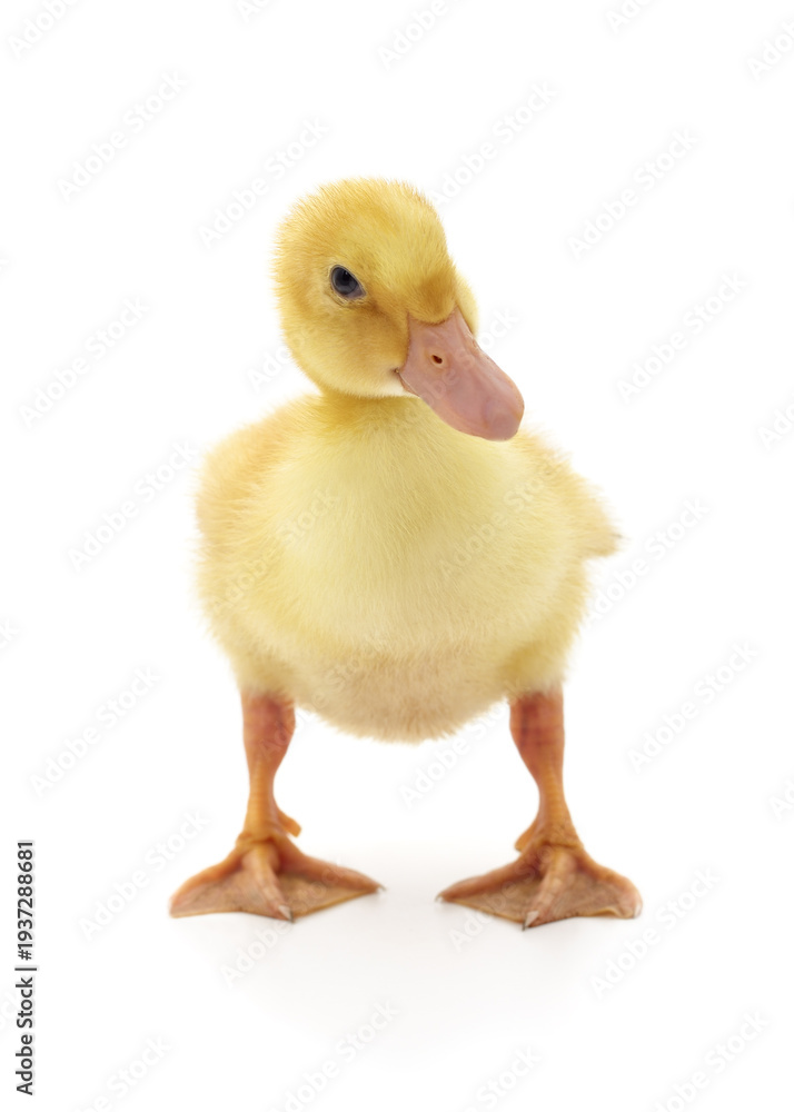 Fototapeta premium Small yellow duckling standing on a white background.