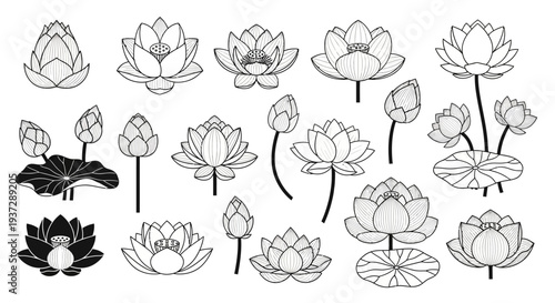 Collection of Lotus Flowers and Buds, a Diverse Array of Stylized Floral Illustrations in Black and White for Artistic and Decorative Purposes