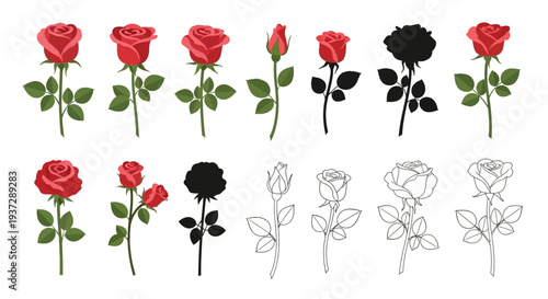 Set of red roses in various stages of bloom, silhouettes, and line drawings, isolated on a white background, perfect for graphic design and illustrations