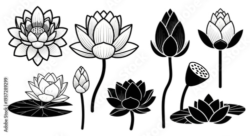 Collection of stylized lotus flower illustrations and floral elements, botanical art and decorative vector graphics
