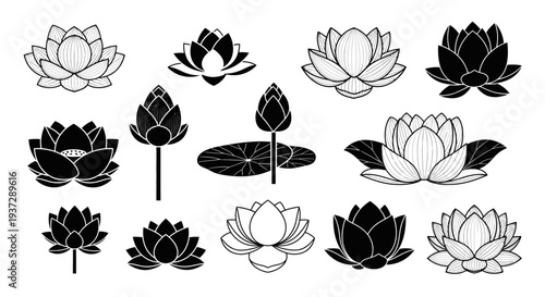 Collection of beautiful lotus flowers in various stages of bloom, rendered in elegant black and white vector art for versatile design applications