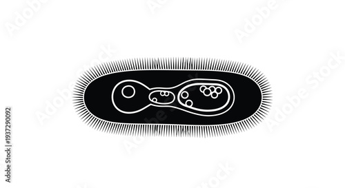 Illustration of a bacterium with cilia and internal structures