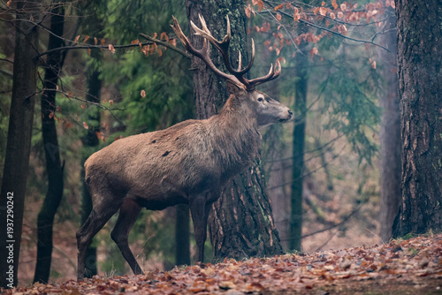 Konstfotografi Beautiful deer with rich antlers, walking through a misty autumn forest,