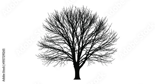 A stark silhouette of a bare tree against a plain white background
