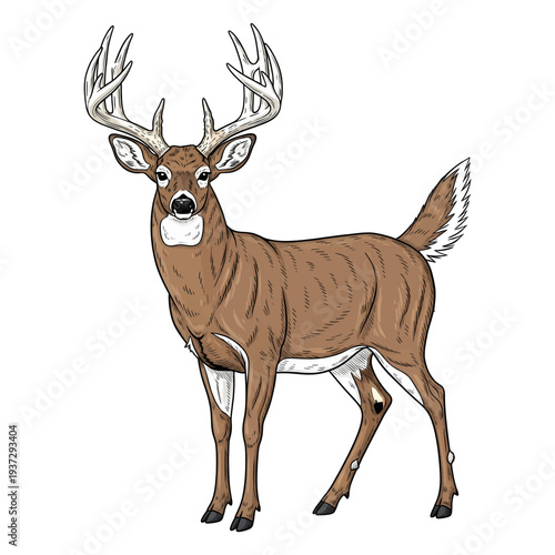 Hand drawn whitetail deer buck with large antlers standing isolated on white background