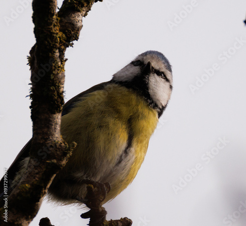 great tit on branch