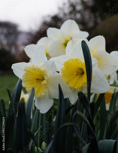 daffodils in spring