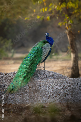Pavo Real