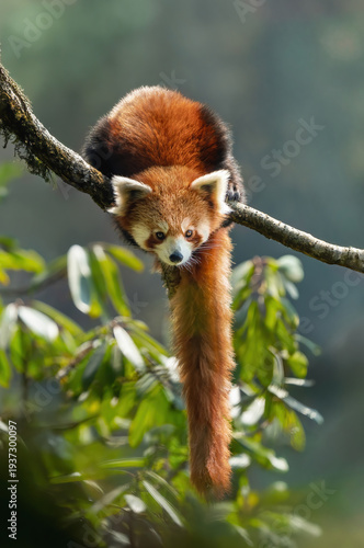 Panda Rojo