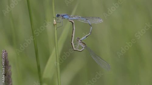 Male and Female Damselfly resting during the mating season.