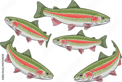 Rainbow trout fish set vector illustration, freshwater salmonid species with pink lateral stripe and spots, aquatic wildlife collection isolated for fishing, seafood, nature design