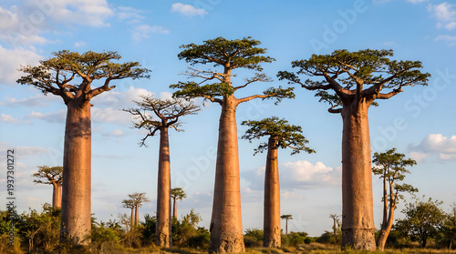 Schilderij op canvas Majestic Baobab Trees at Sunset in Madagascar Landscape
