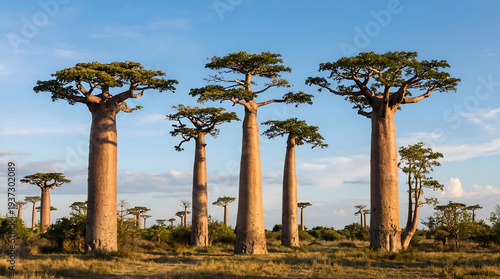 Schilderij op canvas Majestic Baobab Trees in the Madagascar Savanna at Golden Hour