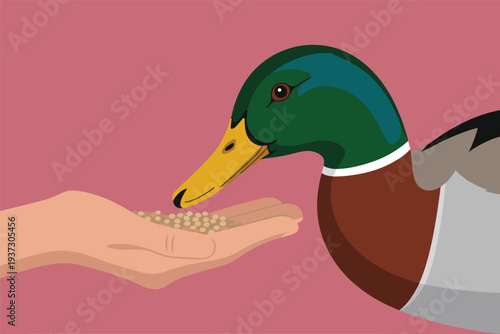 Person feeding a duck from their hand with pellets, wildlife interaction concept