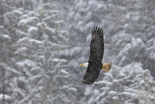 An American bald eagle (Haliaeetus leucocephalus) flies through snowy skies above the forest in Juneau, Alaska.