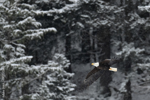 An American bald eagle (Haliaeetus leucocephalus) flies through snowy skies above the forest in Juneau, Alaska.