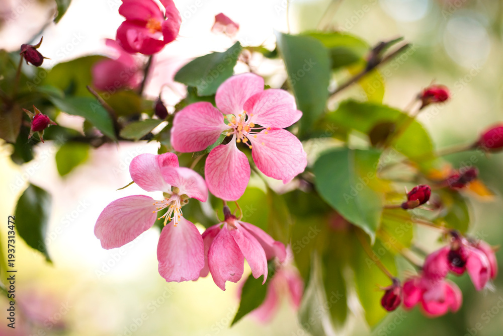 Obraz premium Vibrant Pink Blossoms on a Branch in Spring