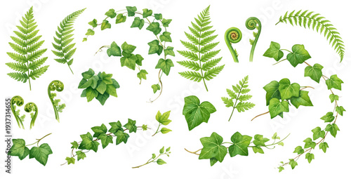 A charming watercolor collection of ferns and ivy leaves for botanical greenery illustrations and natural design.