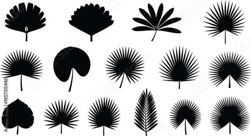 Collection of diverse leaf silhouettes on white background