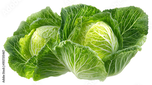 Ultra realistic HD green cabbage crisp layered leaves, isolated on white background