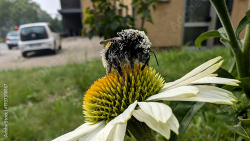 Bumblebee covered with white pollen on a flower. 
