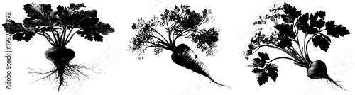 Roots of Life: A Black and White Silhouette of a Parsnip