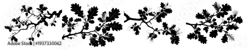 Silhouette of an Oak Tree Branch with Acorns