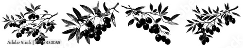Silhouette of Olive Branch with Olives