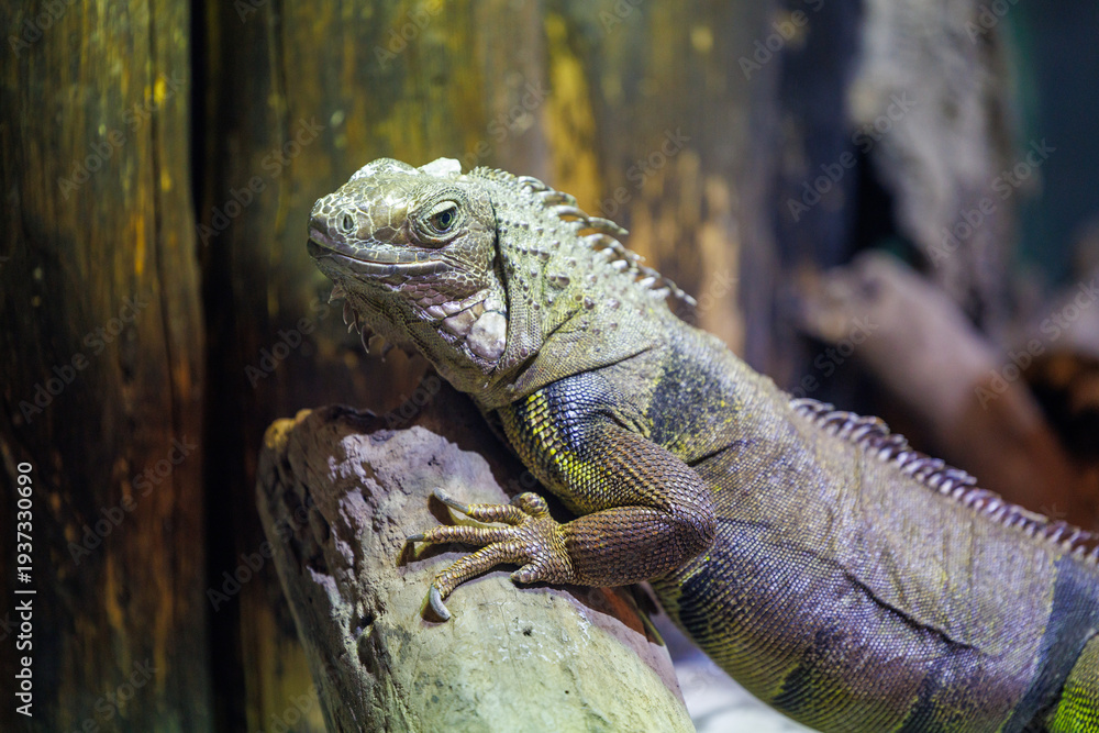 Obraz premium iguane vert