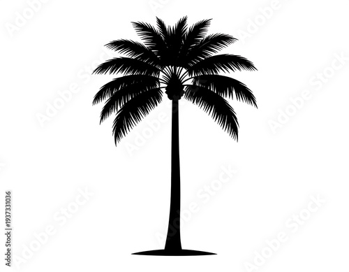Tall, slender palm tree silhouette against a white background, fronds spreading