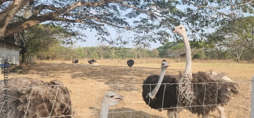 Tablou pe pânză Ostriches at the Ostrich farm in Rayong, Thailand