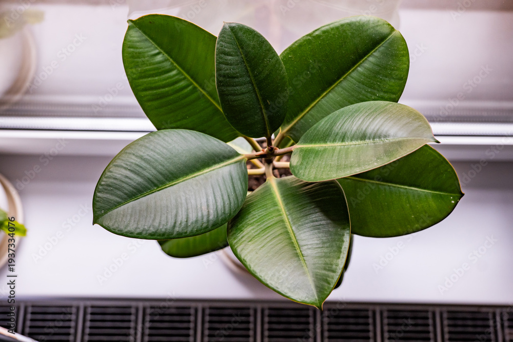Naklejka premium Ficus elastica plant showing lush green leaves, top view of indoor houseplant