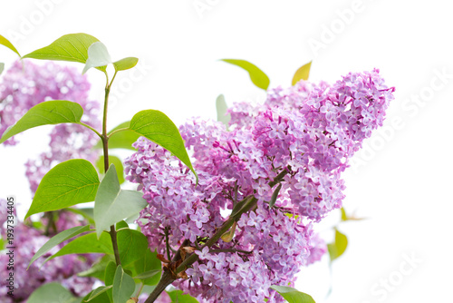 Lilac blossoming branches isolated.