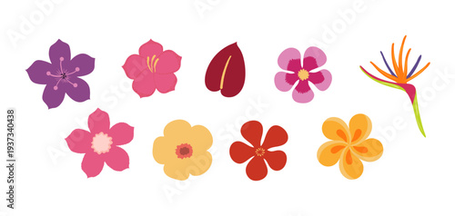 Tropical flower illustration isolated set. Seasonal bloom, blossom, summer holidays, vacations, resort. Jungle, rainforest plant. Flat floral design element, clip art collection, hand drawn vector