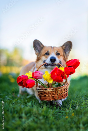cute corgi dog carries in his mouth give basket with tulips flowers in spring garden