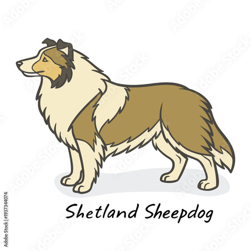 Shetland sheepdog illustration