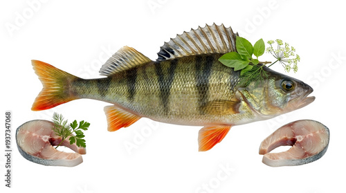 Fresh perch fish with herbs and raw fillets