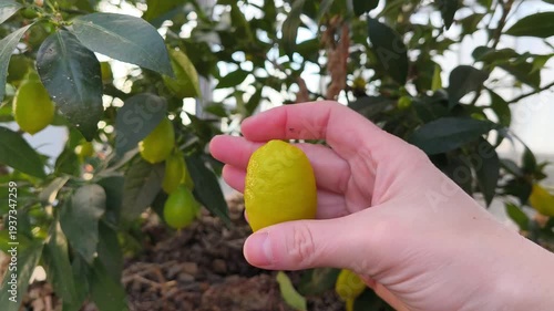 Real Life Authentic Video of Limequat Tree with Many Small Fruits Growing in a Pot inside a Home Greenhouse