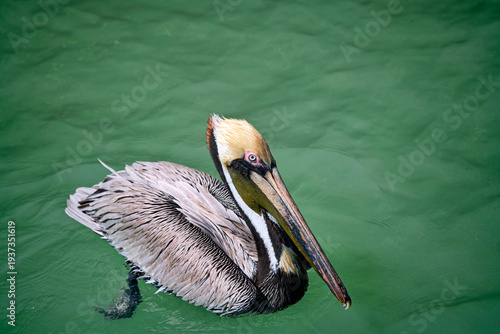 An Adult Brown Pelican, Waterbird Found in Tropical Florida