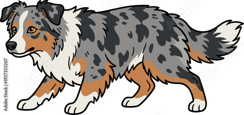 Flat vector merle australian shepherd walking side view looking forward tricolor coat fluffy tail three quarter angle playful cute expression