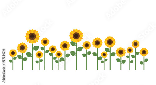 A vibrant row of stylized sunflowers of varying heights with yellow petals and brown centers is depicted against a clean white background.