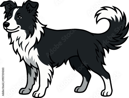 Vector cartoon border collie standing three quarter view looking forward with fluffy tail black and white fur cheerful friendly side