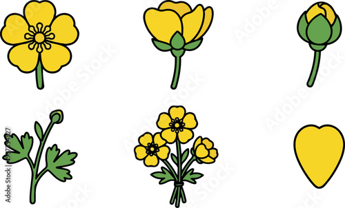 Flat design yellow buttercup flower icons close up bundle with buds stems leaves simple outline vector art white background clean
